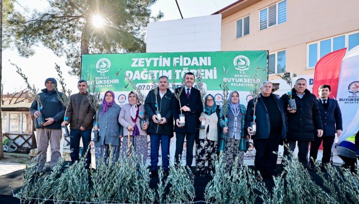Denizli Büyükşehir’den Üreticiye 100 Bin Zeytin Fidanı Desteği