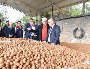 İlk Ceviz Hasadı Tavas’ta Başladı