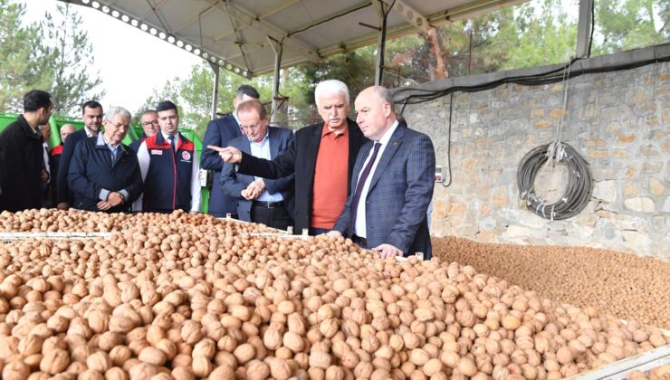 İlk Ceviz Hasadı Tavas’ta Başladı