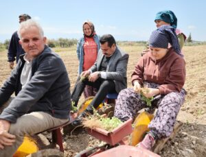 Makamda Değil Tarlada Ter Döktü Başkan Ertemur Üreticiyle Omuz Omuza