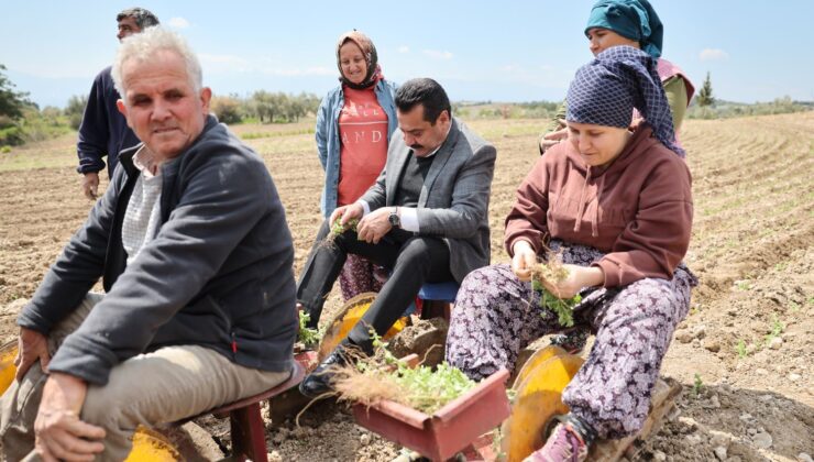 Makamda Değil Tarlada Ter Döktü Başkan Ertemur Üreticiyle Omuz Omuza