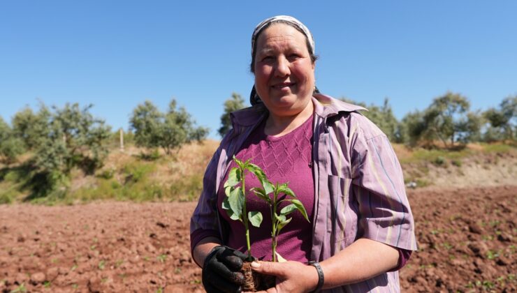Büyükşehir’in Desteğiyle Kale Biberi Fideleri Toprakla Buluştu