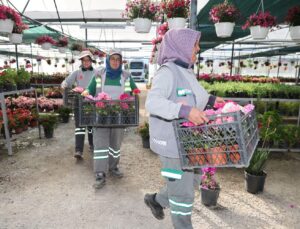 Pamukkale Belediyesi Üretiyor, Pamukkale Kendi Çiçeğiyle Güzelleşiyor