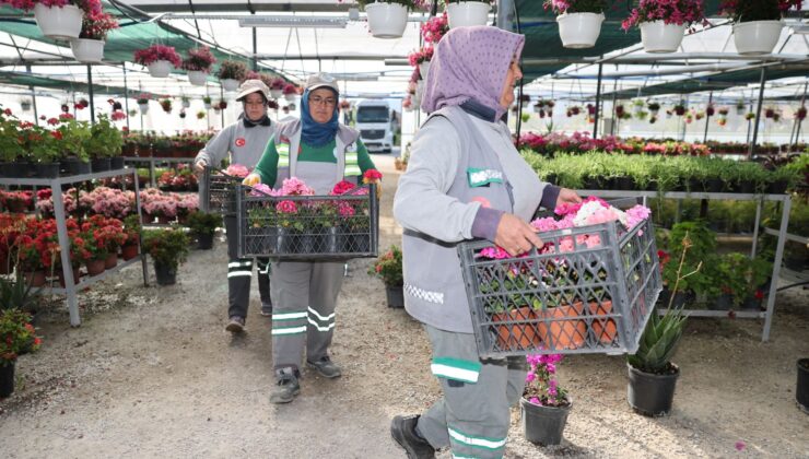 Pamukkale Belediyesi Üretiyor, Pamukkale Kendi Çiçeğiyle Güzelleşiyor