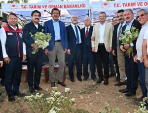 Pamukkale Kurtluca Mahallesi’nde Kekik Hasat Etkinliği Gerçekleştirildi