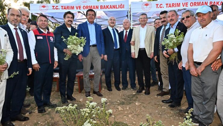Pamukkale Kurtluca Mahallesi’nde Kekik Hasat Etkinliği Gerçekleştirildi