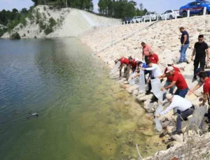 Çameli’de Göletlere 100 Bin Yavru Sazan Bırakıldı