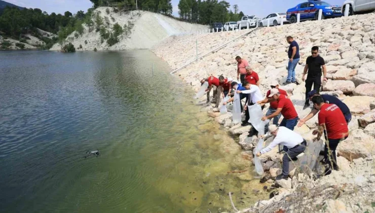 Çameli’de Göletlere 100 Bin Yavru Sazan Bırakıldı