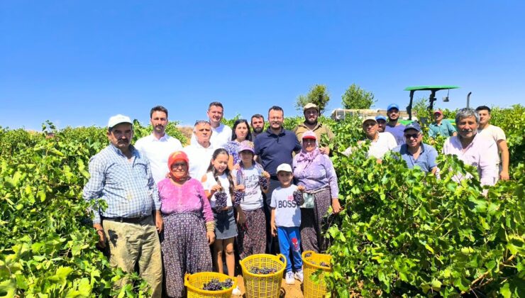 Arpacı’dan Üzüm Fiyatına Tepki: “Üreticinin Şevki Kırıldı, Hevesi Kalmadı”