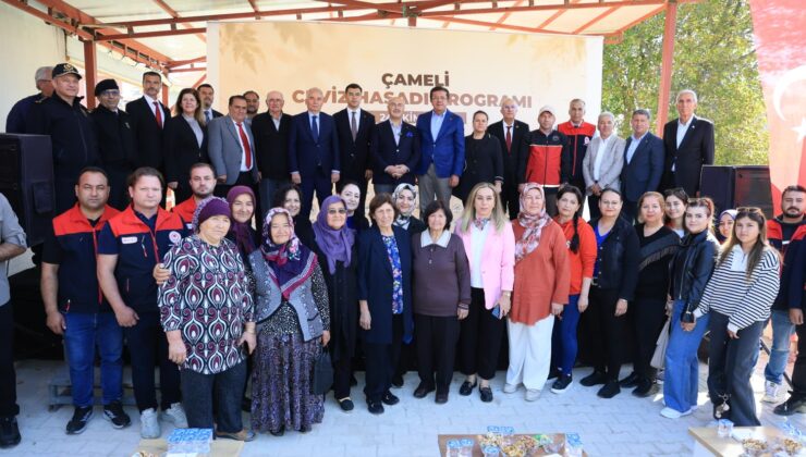 Çameli’de Ceviz Hasadı Çoşkuyla Gerçekleştirildi